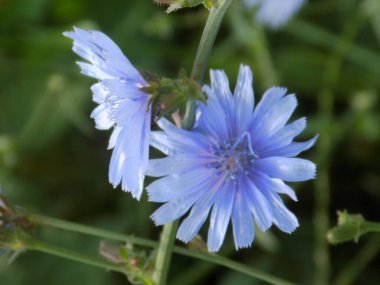 Centaurea, Saster familyasından bir bitki cinsidir.