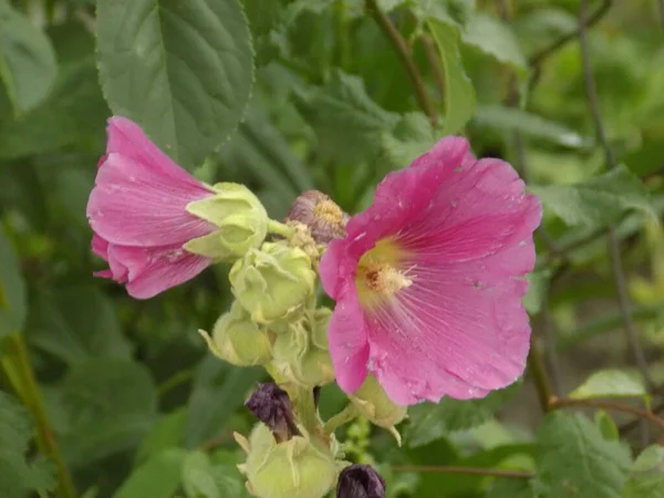 Malva Veya Mallow Lat Mlva — Stok fotoğraf