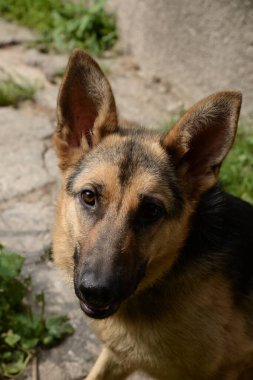 Alman Çoban Köpeği (Deutscher Schferhund)