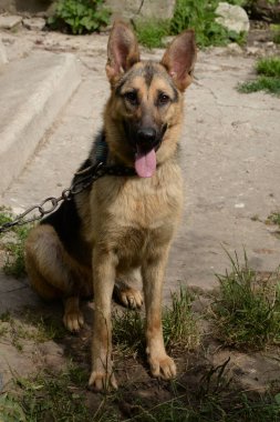 Alman Çoban Köpeği (Deutscher Schferhund)