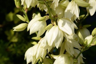  Yucca (Yucca), Agave familyasından bir bitki cinsidir.