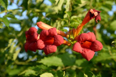 Gereza yaygın (Lcium barbarum L., 1753, çevir omuriliği, çıkıntı)