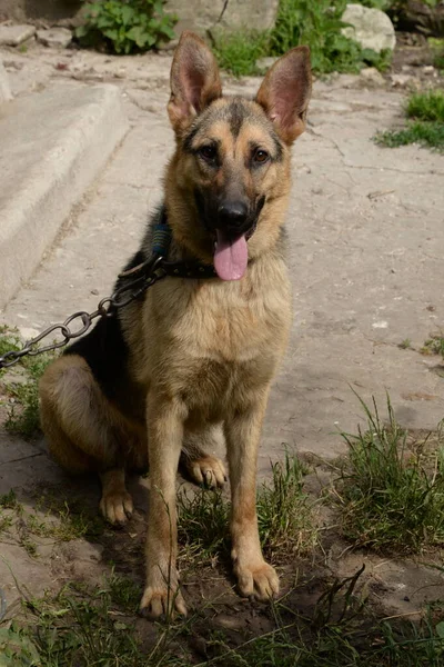 German Shepherd Deutscher Schferhund — 스톡 사진