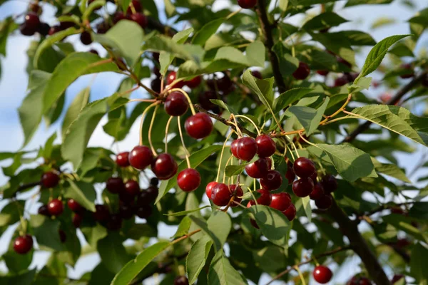 Cerise Commune Prunus Cerasus Cerises Mûres Sur Une Branche — Photo