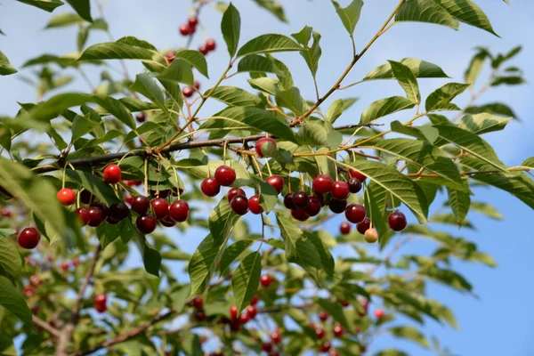Cerise Commune Prunus Cerasus Cerises Mûres Sur Une Branche — Photo