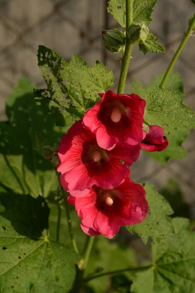 Malva Veya Mallow Lat Mlva — Stok fotoğraf