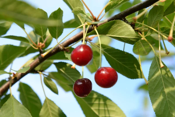 Genel kiraz (Prunus cerasus L.). Bir dalda olgun kiraz.