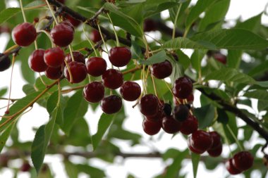 Genel kiraz (Prunus cerasus L.). Bir dalda olgun kiraz.