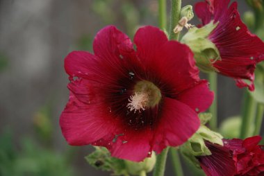 Malva, veya mallow (lat. Mlva)  