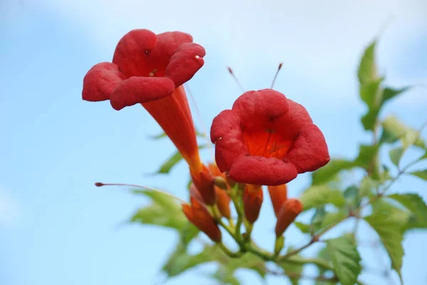 Gereza Fréquent Lcium Barbarum 1753 Cadran Moelle Épinière Protubérance — Photo