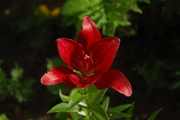 Lily Lilium Ukraynalı Halk Ismi Lily — Stok fotoğraf