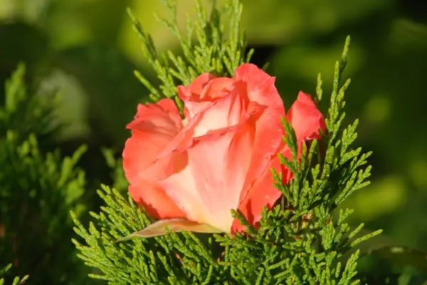 Rose Rosa Genus Cultural Form Plants Rose Family Stock Image