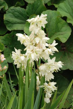 Yucca (Yucca), Agave familyasından bir bitki cinsidir.