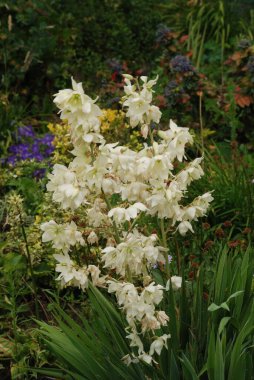Yucca (Yucca), Agave familyasından bir bitki cinsidir.