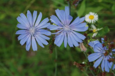 Centaurea, Saster familyasından bir bitki cinsidir.