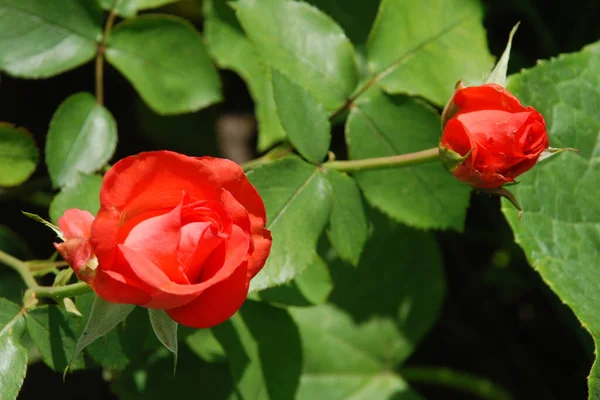 Rose Rosa Género Plantas Con Flores Perteneciente Familia Rose — Foto de Stock