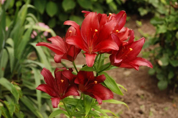 Lily Lilium Ukraynalı Halk Ismi Lily — Stok fotoğraf