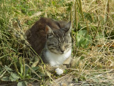 Kedi kedisi (Latince Felis Silvestris catus), kedigiller (Felis) familyasından bir kedi türü.)