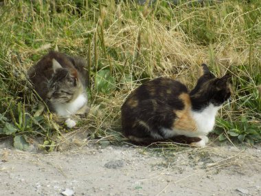 Kedi kedisi (Latince Felis Silvestris catus), kedigiller (Felis) familyasından bir kedi türü.)