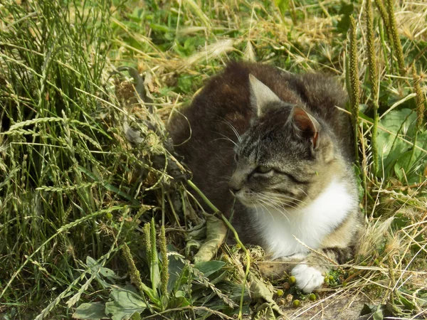 Gatto Del Gatto Gatto Del Gatto Latino Felis Silvestris Catus — Foto Stock