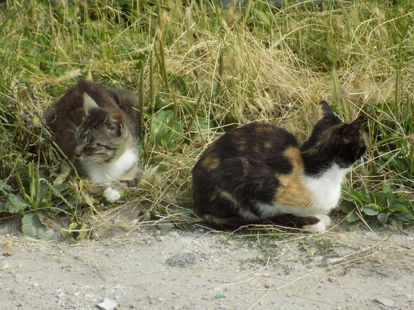 Gato Del Gato Gato Del Gato Latín Felis Silvestris Catus — Foto de Stock