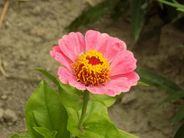 Zinnia Lat Znnia Genus Annual Perennial Plants Asteraceae Family — Stockfoto