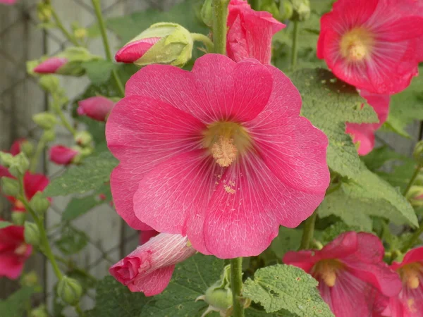 Malva Malva Lat Mlva — Fotografia de Stock