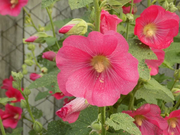 Malva Malva Lat Mlva — Fotografia de Stock