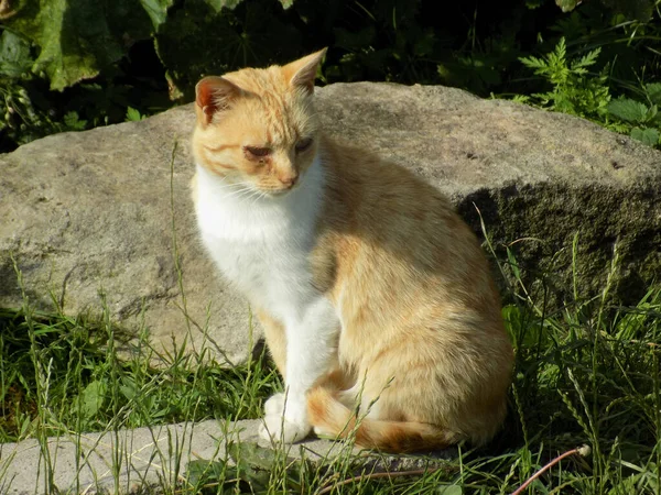 Kedi Kedisi Latince Felis Silvestris Catus Kedigiller Felis Familyasından Bir — Stok fotoğraf