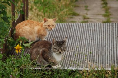 Kedi kedisi (Latince Felis Silvestris catus), kedigiller (Felis) familyasından bir kedi türü.)