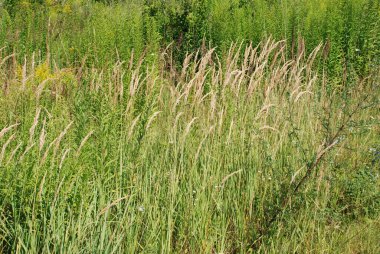  Çimen kokusu yaygındır.