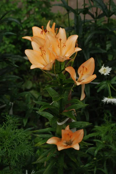 Lirio Lilium Nombre Popular Ucraniano Lirio — Foto de Stock