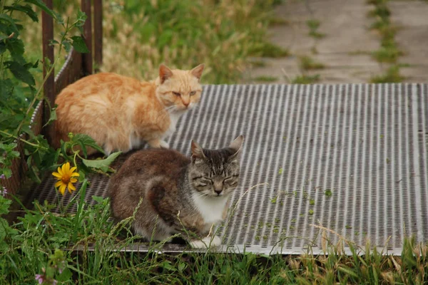 Kedi kedisi (Latince Felis Silvestris catus), kedigiller (Felis) familyasından bir kedi türü.)