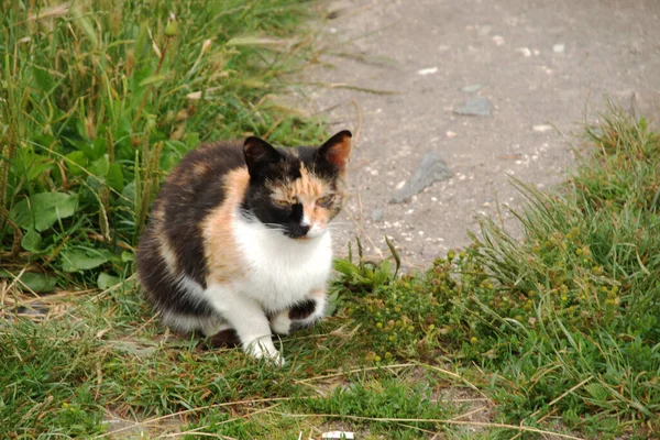 Gato Gato Gato Gato Felis Silvestris Catus Latim Bem Como — Fotografia de Stock