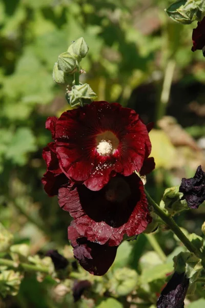 Malva Malva Lat Mlva — Fotografia de Stock