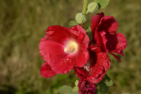 Malva Nebo Mallow Lat Mlva — Stock fotografie