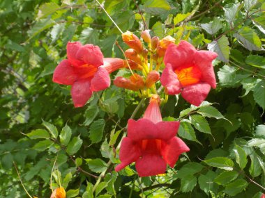 Gereza yaygın (Lcium barbarum L., 1753, çevir omuriliği, çıkıntı)