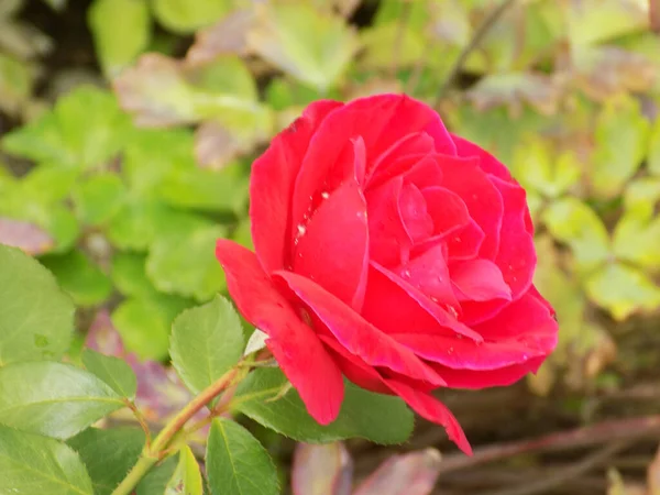 Rose Rosa Género Plantas Con Flores Perteneciente Familia Rose — Foto de Stock