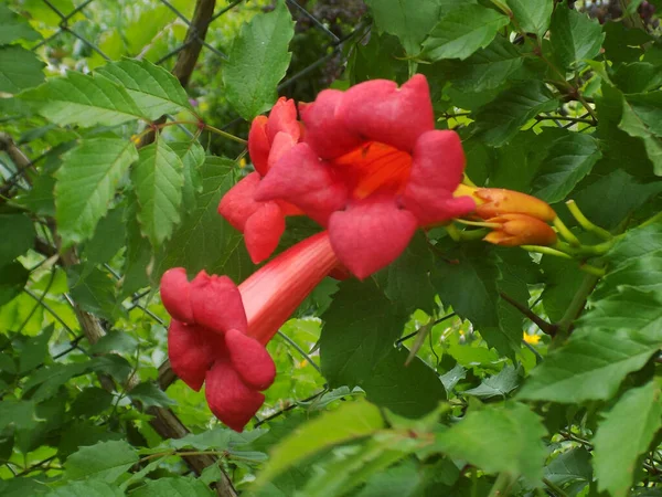 Gereza Fréquent Lcium Barbarum 1753 Cadran Moelle Épinière Protubérance — Photo