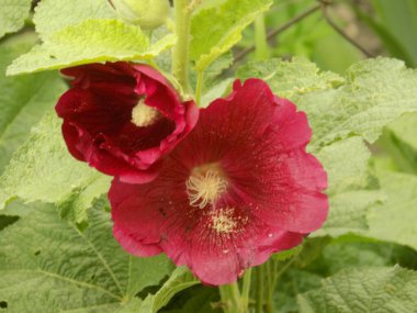  Malva, veya mallow (lat. Mlva)