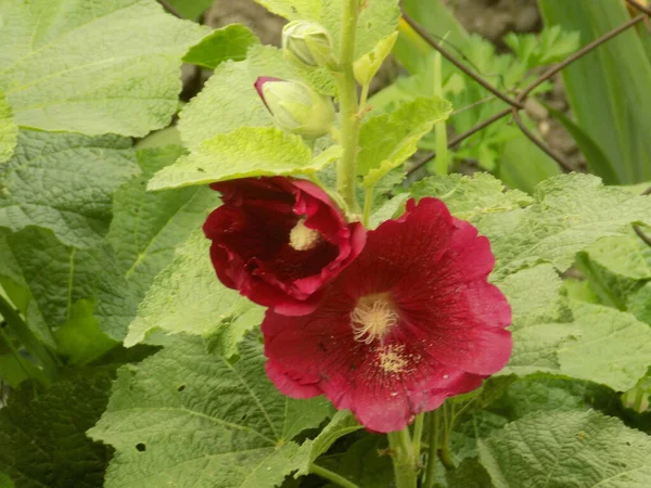 Malva Nebo Mallow Lat Mlva — Stock fotografie