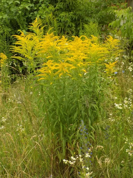 Golden Cowl Canadian Latin Solidgo Canadnsis Bloom Family Astropeus Flowers — стоковое фото