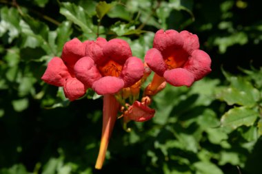 Gereza yaygın (Lcium barbarum L., 1753, çevir omuriliği, çıkıntı)