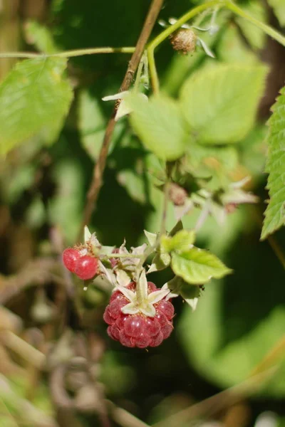 Framboos Europese Gewone Framboos Gewoon Framboos — Stockfoto