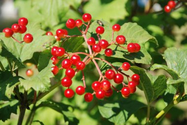 Kalina (Viburnum), Tansy familyasından bir bitki cinsidir.