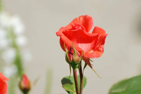 Rose Rosa Släkte Och Kulturell Form Växter Rosensläktet — Stockfoto