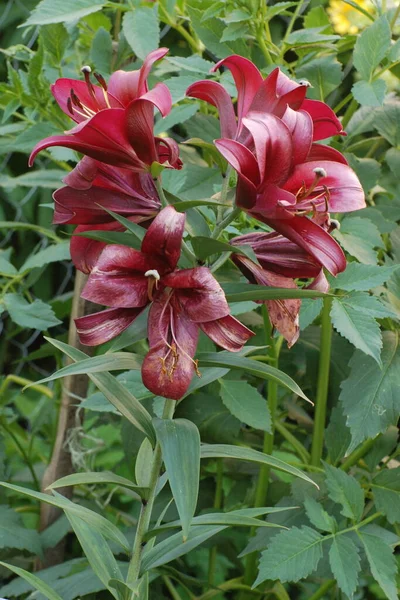 Lily Lilium Ukraynalı Halk Ismi Lily — Stok fotoğraf