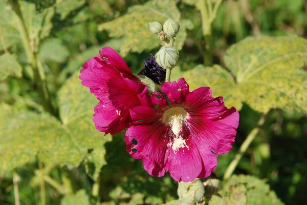 Malva Nebo Mallow Lat Mlva — Stock fotografie