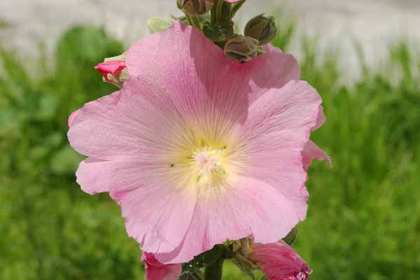 Malva Mauve Lat Mlva — Photo