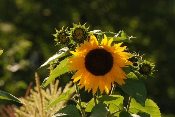 Common Sunflower Helinthus Nnuus Annual Sunflower Oil Sunflower — Zdjęcie stockowe